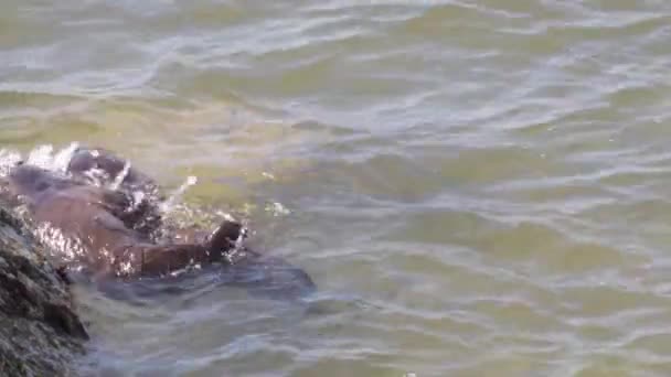 Nutria Del Río Desierto Canadiense — Vídeos de Stock