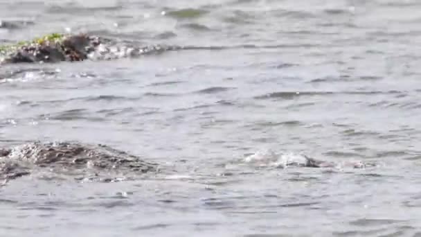 Nutria Del Río Desierto Canadiense — Vídeos de Stock