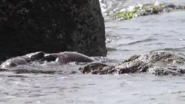 Loutre Rivière Dans Nature Sauvage Canadienne — Video