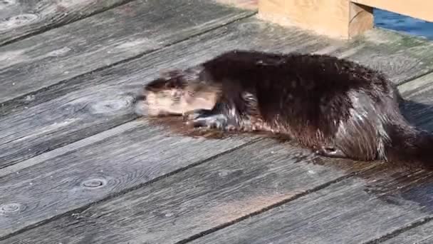 Loutre Rivière Dans Nature Sauvage Canadienne — Video