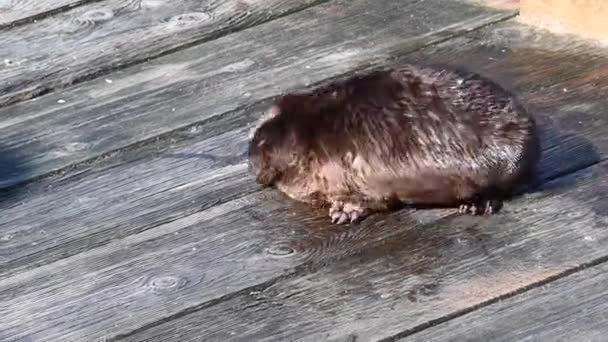 Nutria Del Río Desierto Canadiense — Vídeos de Stock