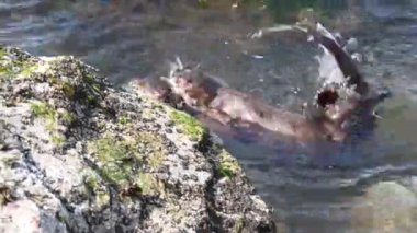 Kanada 'da su samuru.