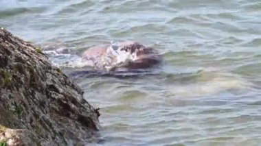 Kanada 'da su samuru.