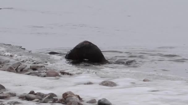 Loutre Rivière Dans Nature Sauvage Canadienne — Video