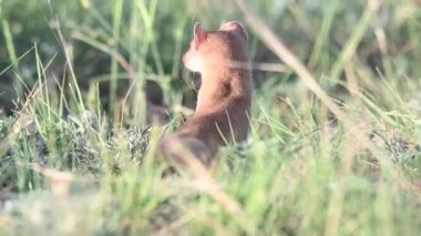 Kanada vahşi doğasında uzun kuyruklu gelincik