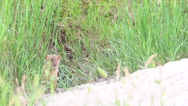 Long Tailed Weasel Canadian Wilderness — Stock Video
