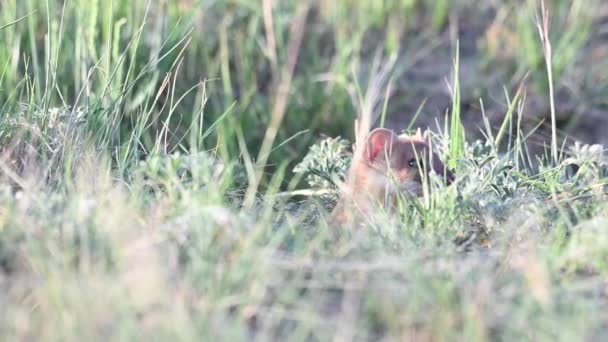 Kanada Vahşi Doğasında Uzun Kuyruklu Gelincik — Stok video