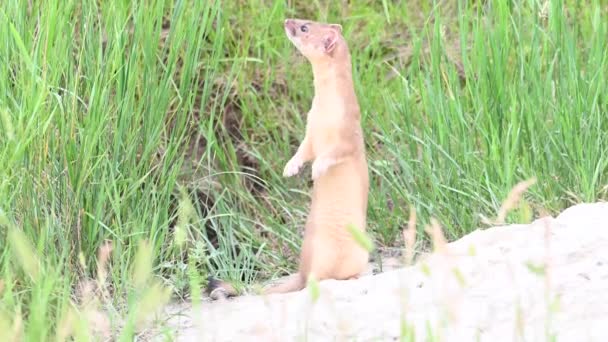 Long Tailed Weasel Canadian Wilderness — Stock Video