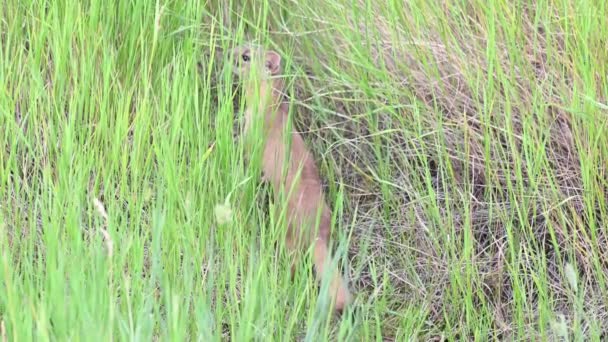 Musang Ekor Panjang Padang Gurun Kanada — Stok Video