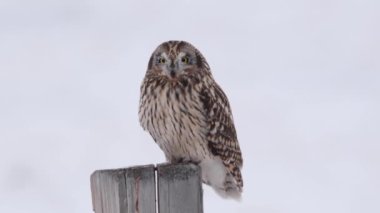 Kanada banliyölerinde kısa kulaklı baykuş.