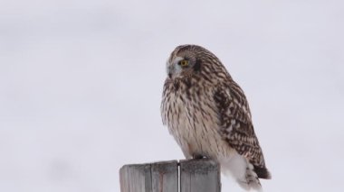 Kanada banliyölerinde kısa kulaklı baykuş.
