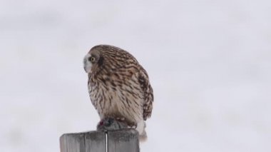 Kanada banliyölerinde kısa kulaklı baykuş.