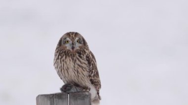 Kanada banliyölerinde kısa kulaklı baykuş.