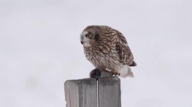 Kanada banliyölerinde kısa kulaklı baykuş.