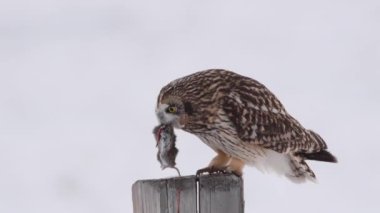 Kanada banliyölerinde kısa kulaklı baykuş.