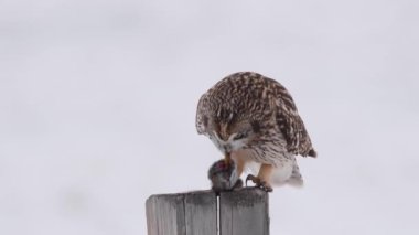 Kanada banliyölerinde kısa kulaklı baykuş.
