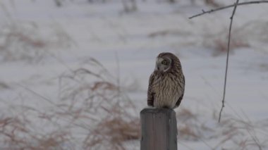 Kanada banliyölerinde kısa kulaklı baykuş.
