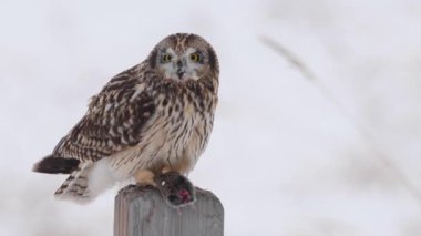 Kanada banliyölerinde kısa kulaklı baykuş.