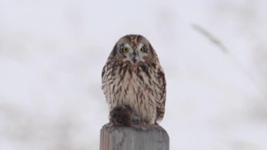 Kanada banliyölerinde kısa kulaklı baykuş.