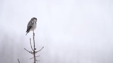 Kanada Kayalıklarında Kuzey şahin baykuşu