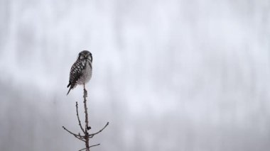 Kanada Kayalıklarında Kuzey şahin baykuşu