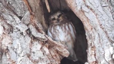 Kanada vahşi doğasında baykuş gördüm.