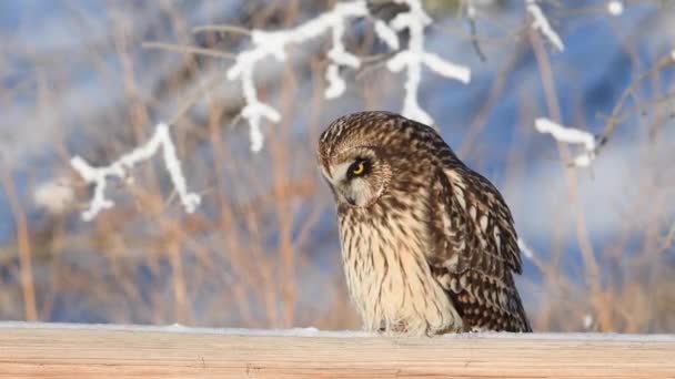 Hibou Des Marais Dans Banlieue Canadienne — Video