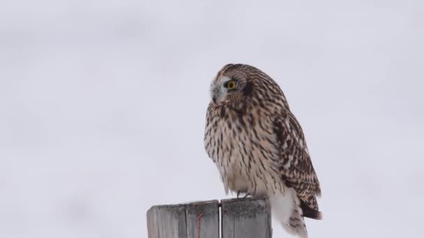 Short Eared Owl Canadian Suburbs — Stock Video