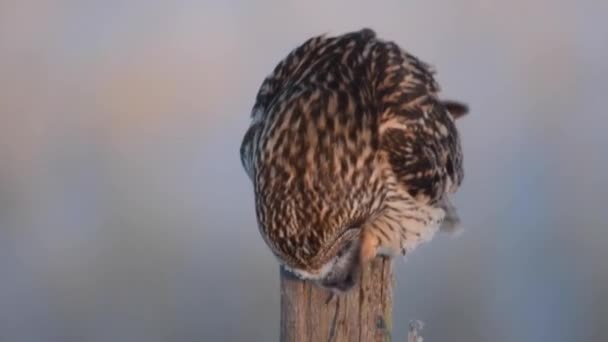 Kortörad Uggla Kanadensiska Förorterna — Stockvideo