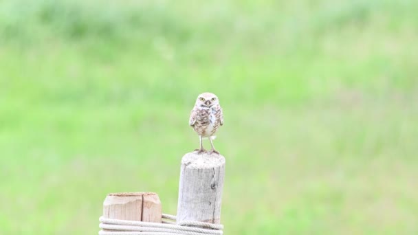 Burrowing Owl Las Praderas Canadienses — Vídeos de Stock