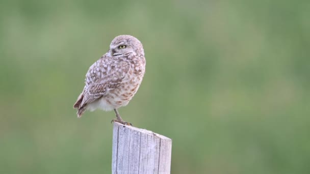 Burrowing Owl Canadian Prairies — Stock Video