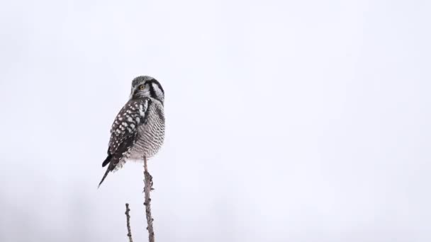 Búho Halcón Del Norte Las Montañas Rocosas Canadienses — Vídeo de stock