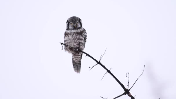 Elang Utara Burung Hantu Canadian Rockies — Stok Video