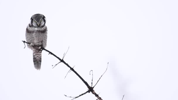 Northern Hawk Owl Canadian Rockies — Stock Video