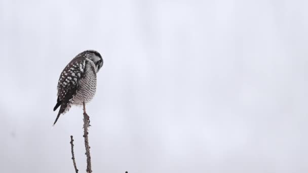 Búho Halcón Del Norte Las Montañas Rocosas Canadienses — Vídeos de Stock