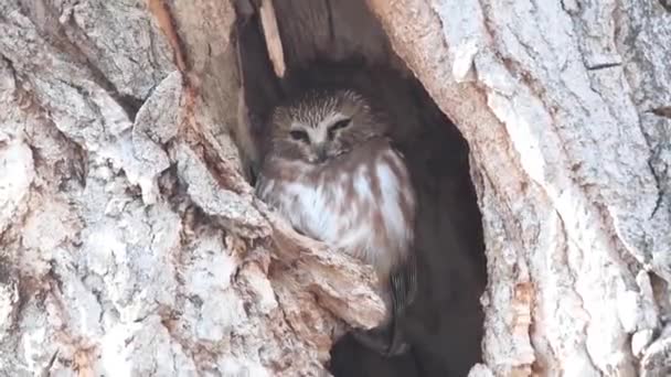 Saw Whet Owl Canadian Wilderness — Stock Video