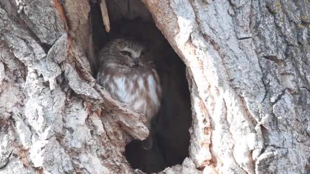 Saw Whet Owl Canadian Wilderness — Stock Video