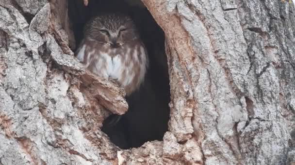 Saw Whet Owl Nel Deserto Canadese — Video Stock