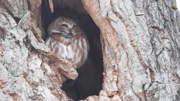 Saw Whet Owl Nel Deserto Canadese — Video Stock