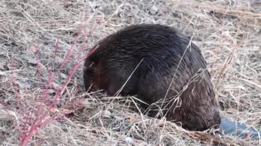 Kanada vahşi doğasında kunduz.
