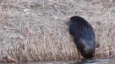 Kanada vahşi doğasında kunduz.