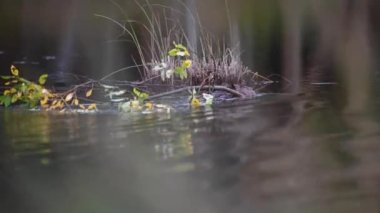 Kanada vahşi doğasında kunduz.