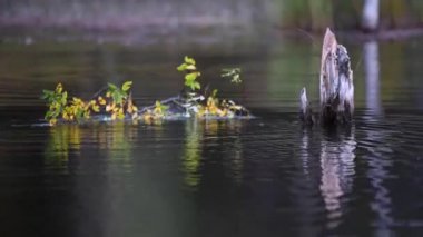 Kanada vahşi doğasında kunduz.