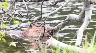 Kanada vahşi doğasında kunduz.