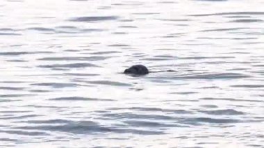 Pasifik Okyanusu 'ndaki liman foku.