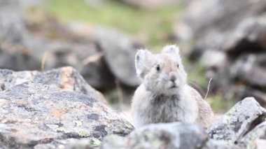 Kanada Kayalıklarında Pika