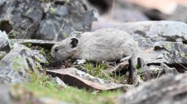 Kanada Kayalıklarında Pika