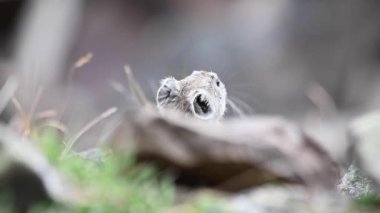 Kanada Kayalıklarında Pika