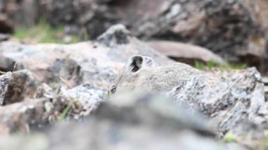 Kanada Kayalıklarında Pika