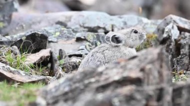Kanada Kayalıklarında Pika
